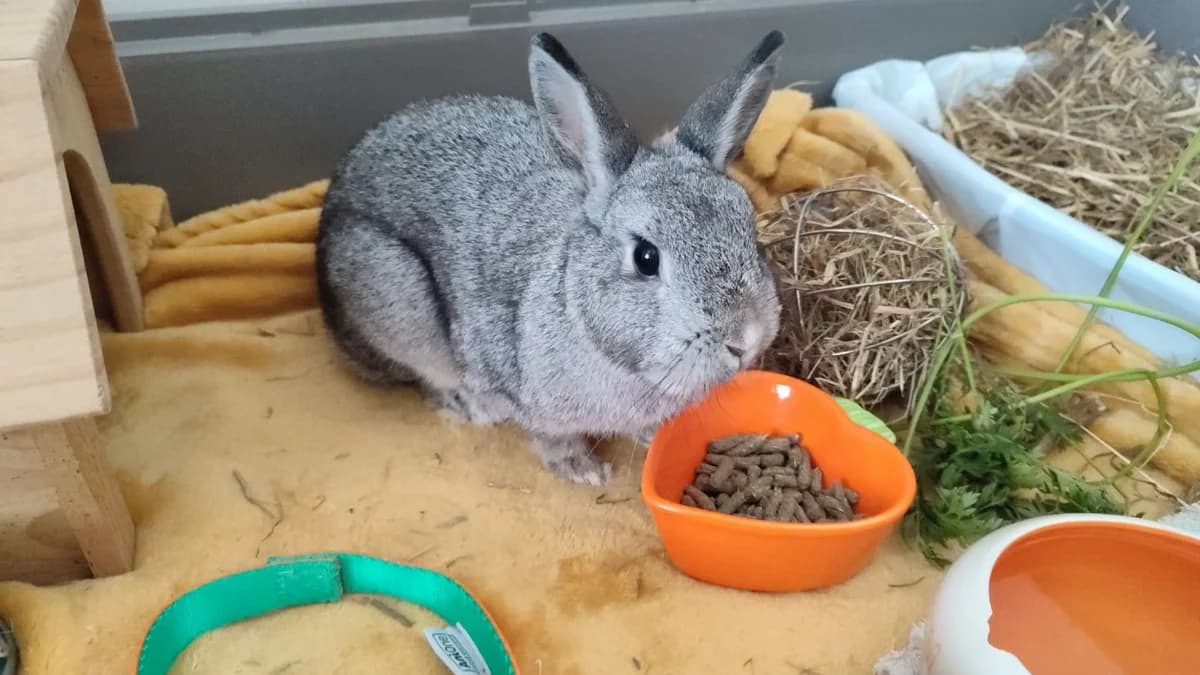 Fleur, female mixed breed for adoption at Maison SPA), Tourcoing