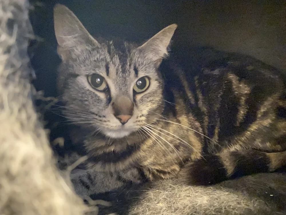 MINETTE, female young Mixed Breed for adoption at Maison SPA), Tourcoing