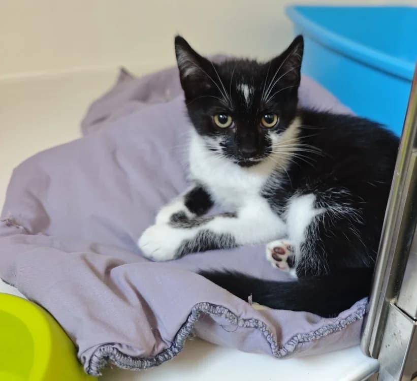 LEONIE, female Mixed Breed for adoption at Maison SPA), Tourcoing