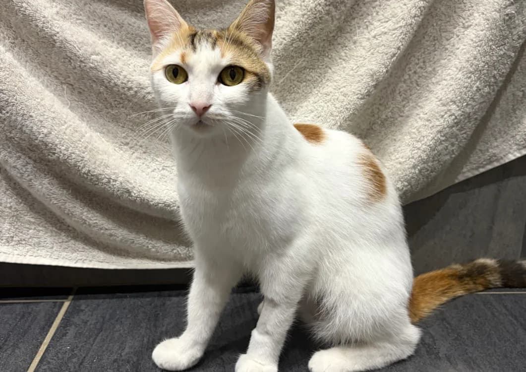 APRIL, female young Mixed Breed for adoption at Maison SPA), Tourcoing