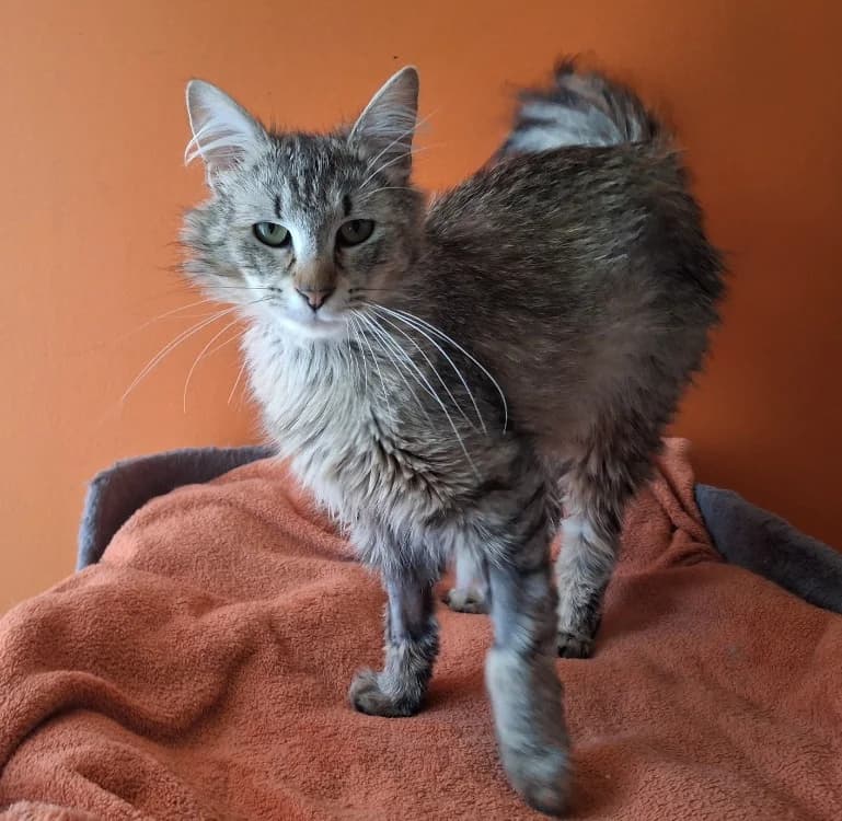 KARBOUR, male young Mixed Breed for adoption at Maison SPA), Tourcoing