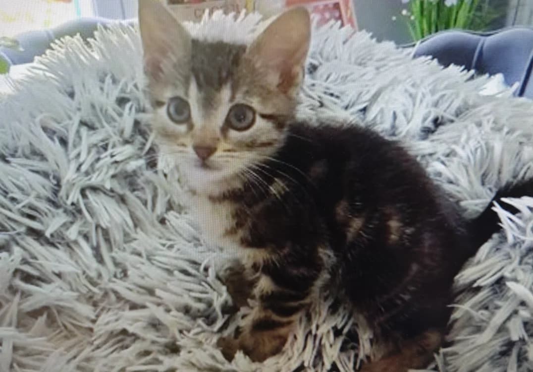 KENO, male Mixed Breed for adoption at Maison SPA), Tourcoing