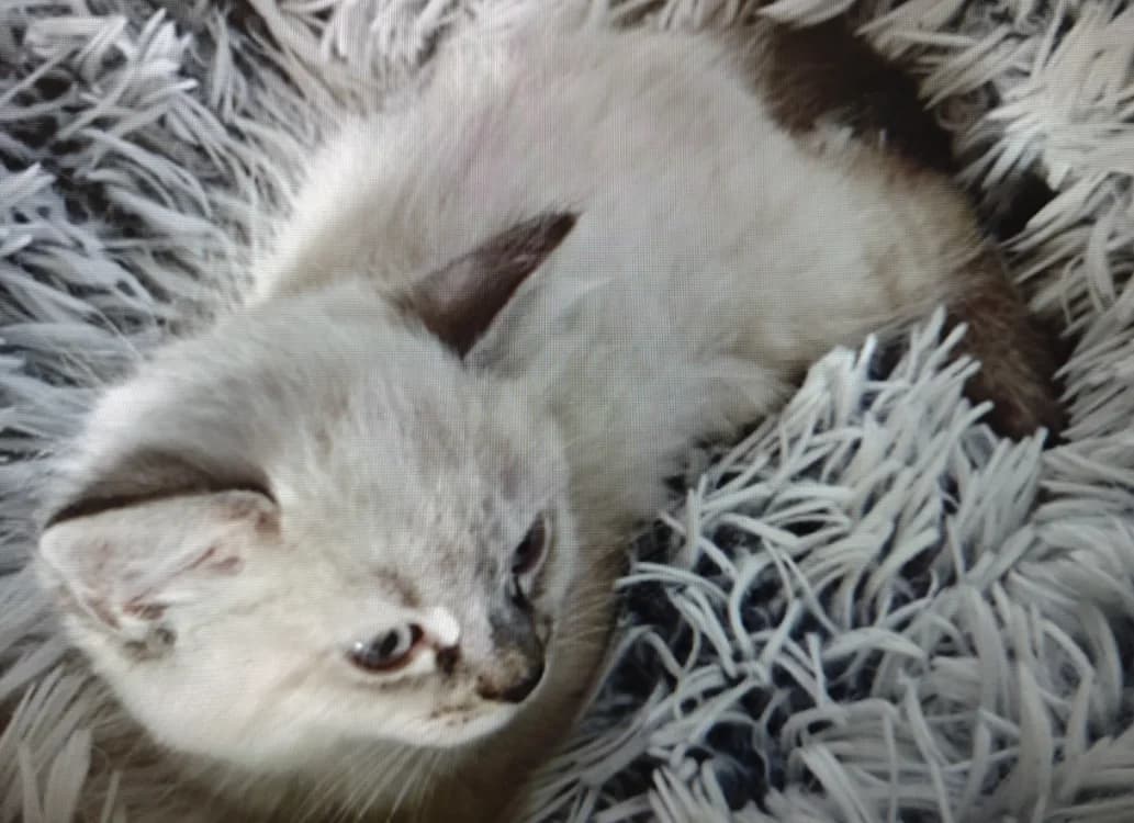 BILLY, male mixed breed for adoption at Maison SPA), Tourcoing