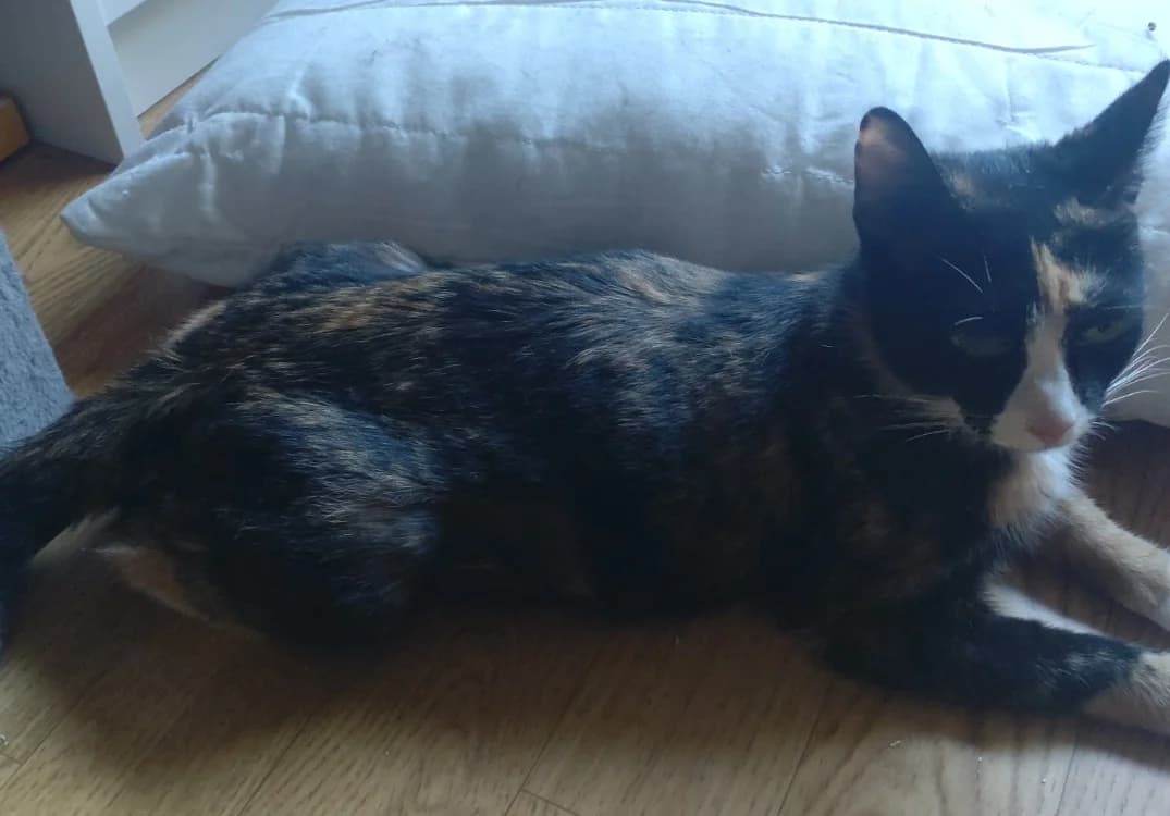 CARAMEL, female Mixed Breed for adoption at Maison SPA), Tourcoing