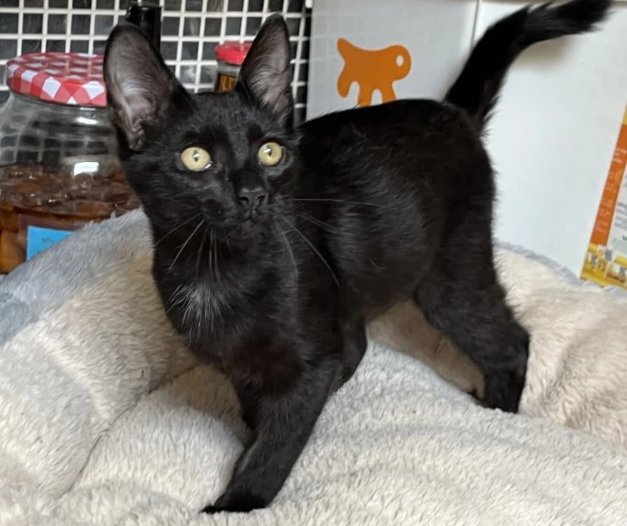 NOUNI, male Mixed Breed for adoption at Maison SPA), Tourcoing