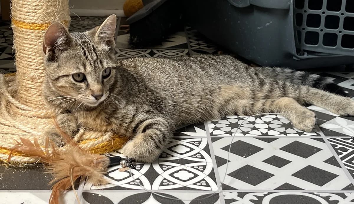 CHOUCHOU, male mixed breed for adoption at Maison SPA), Tourcoing