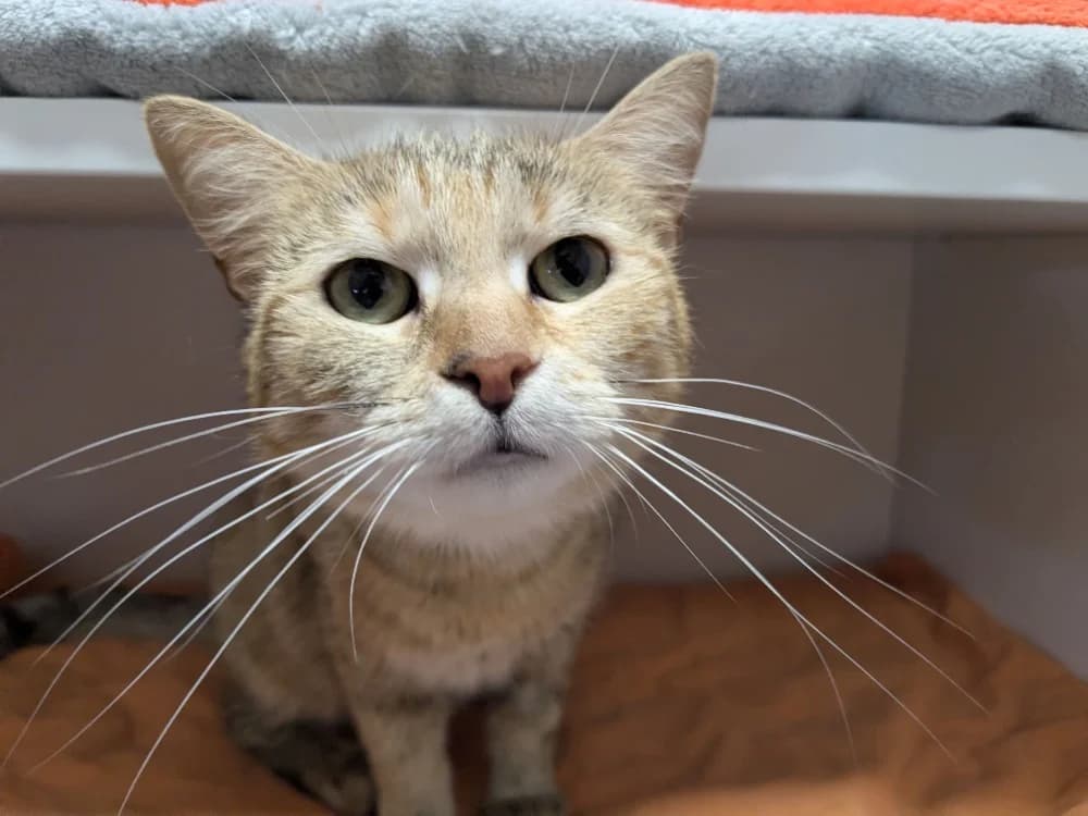 POUPOU, female 6yo Mixed Breed for adoption at Maison SPA), Tourcoing