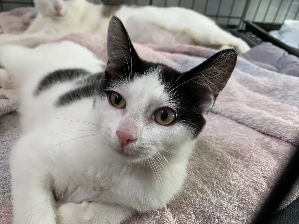 CADY, female Mixed Breed for adoption at Maison SPA), Tourcoing