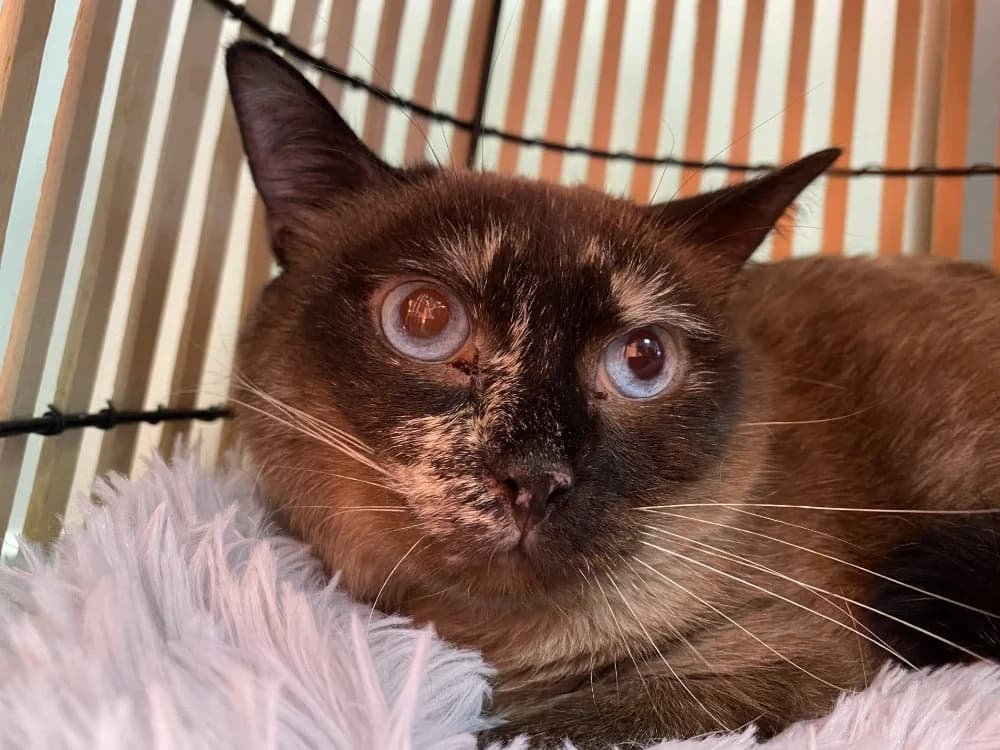 OSAKA, female 7yo mixed breed for adoption at Maison SPA), Tourcoing