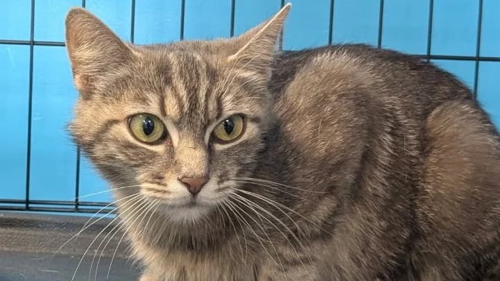 PIPOUNETTE, female young Mixed Breed for adoption at Maison SPA), Tourcoing
