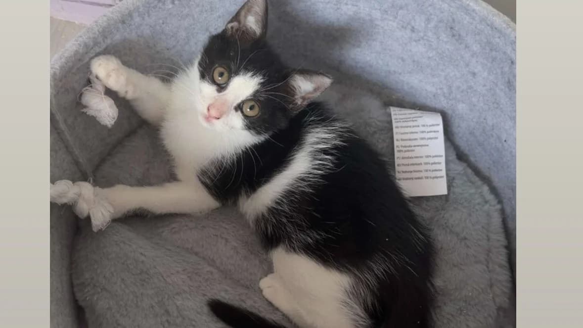 JADE, female mixed breed for adoption at Maison SPA), Tourcoing