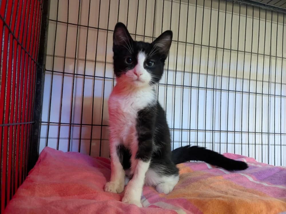 BIBOU, male Mixed Breed for adoption at Maison SPA), Tourcoing