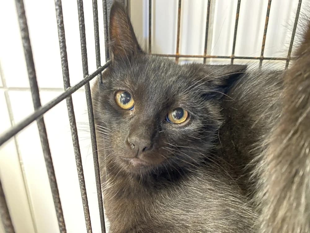 RIGOLO, male Mixed Breed for adoption at Maison SPA), Tourcoing