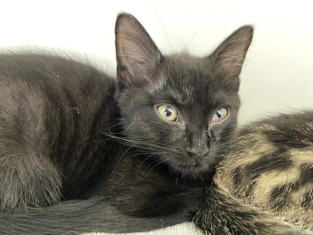 BRUME, female Mixed Breed for adoption at Maison SPA), Tourcoing