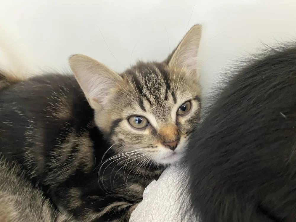 BOUNTY, male Mixed Breed for adoption at Maison SPA), Tourcoing