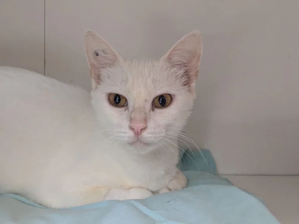BLANCHE, female young Mixed Breed for adoption at Maison SPA), Tourcoing
