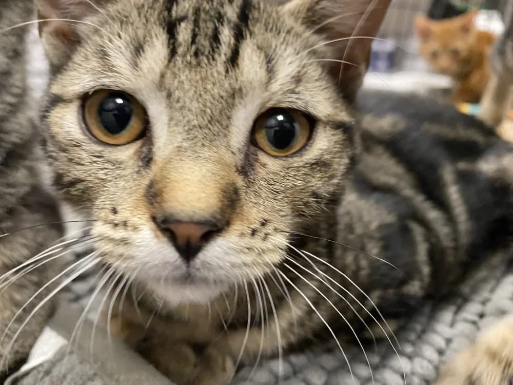 VIOLON, male Mixed Breed for adoption at Maison SPA), Tourcoing