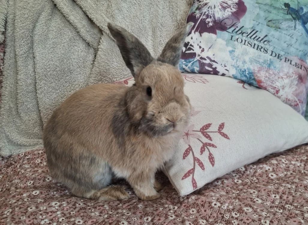 DUKE, male 3yo mixed breed for adoption at Maison SPA), Tourcoing