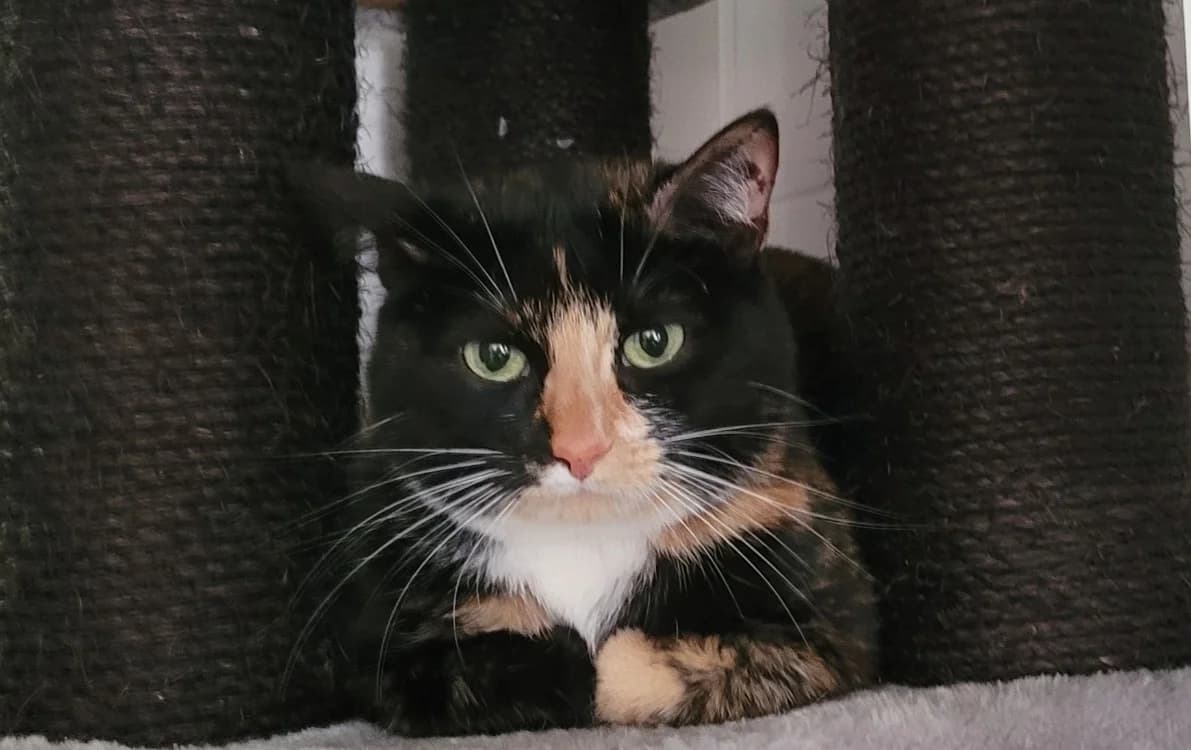 SUZY, female mixed breed for adoption at SPA Tours (Luynes), Tours