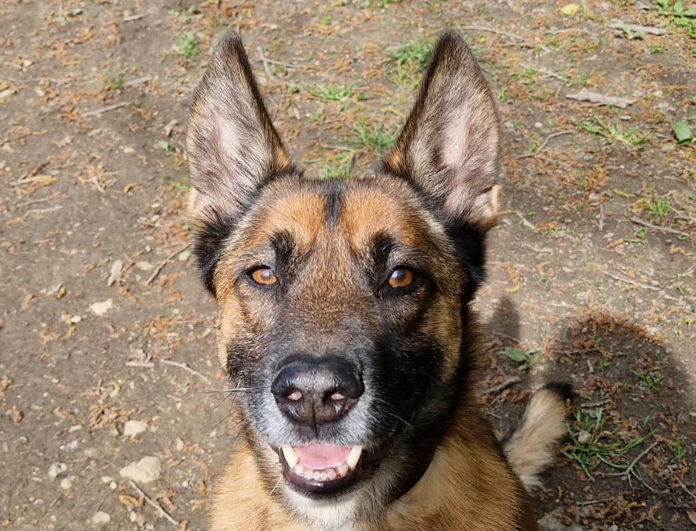 NINO, male senior Belgian Malinois for adoption at SPA Tours (Luynes), Tours