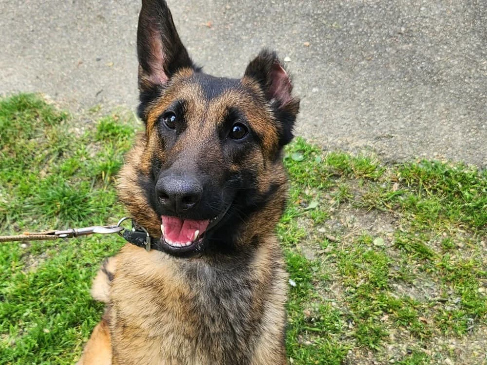 JEANNE, female Belgian Malinois for adoption at SPA Tours (Luynes), Tours