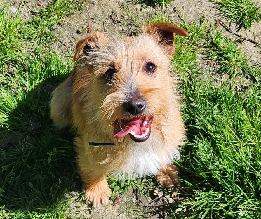 OLYMPUS, male Mixed Breed for adoption at SPA Tours (Luynes), Tours