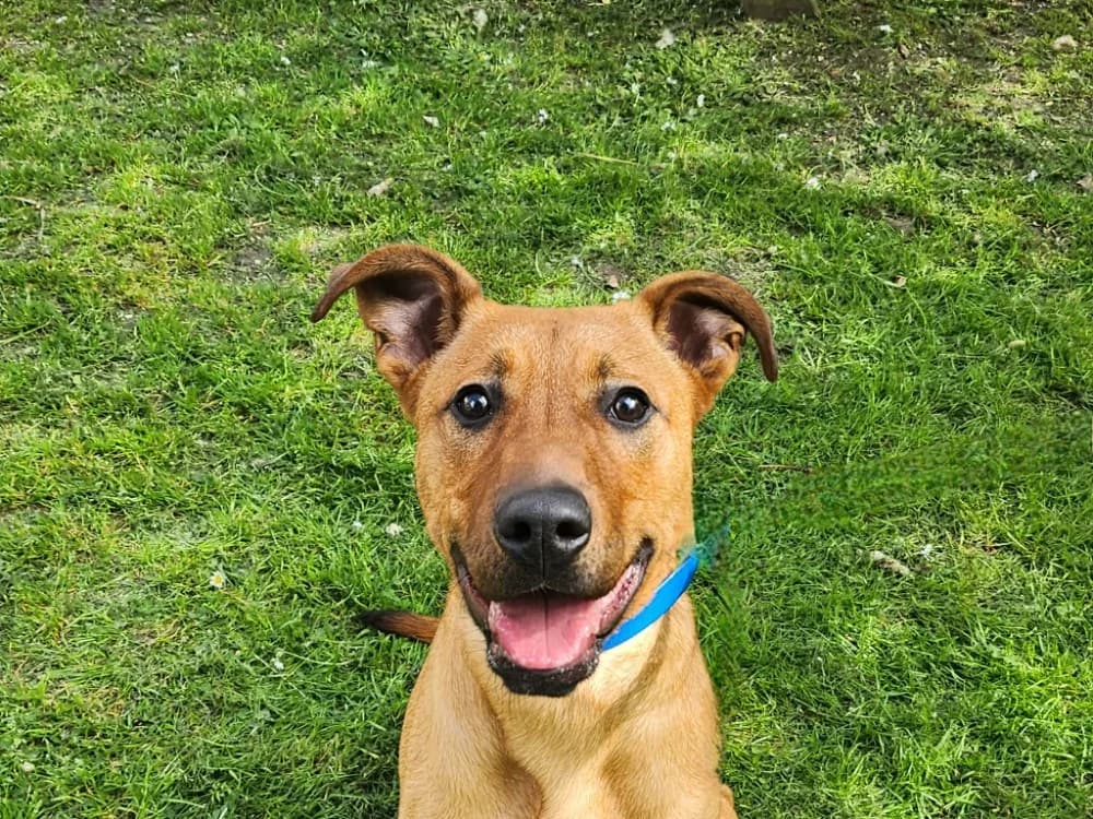 YUKON, male Labrador Retriever for adoption at SPA Tours (Luynes), Tours