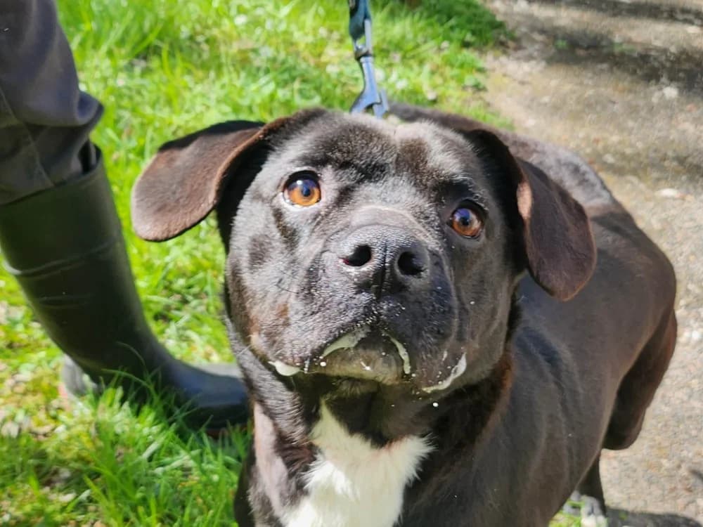 ILTON, male Labrador Retriever for adoption at SPA France, Paris