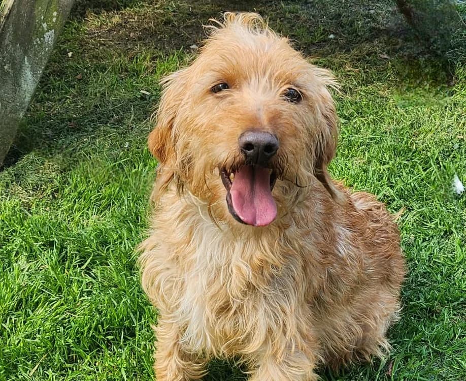 TONNERRE, male Basset Hound for adoption at SPA France, Paris