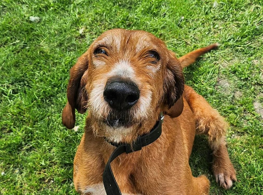 NARIE, male senior mixed breed for adoption at SPA Tours (Luynes), Tours