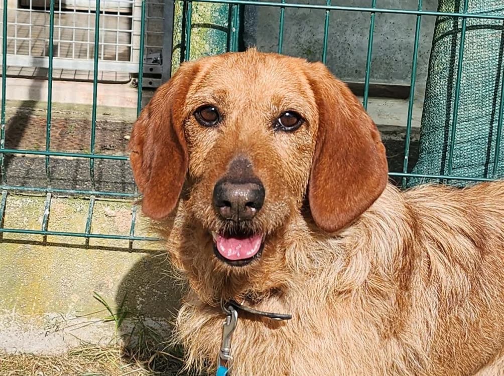 NESTOR, male senior Basset Hound for adoption at SPA Tours (Luynes), Tours