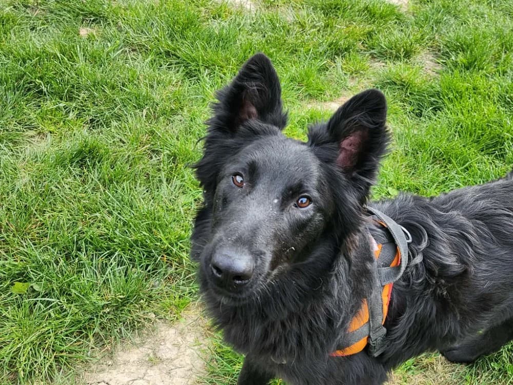 AMBY, male Belgian Malinois for adoption at SPA Tours (Luynes), Tours