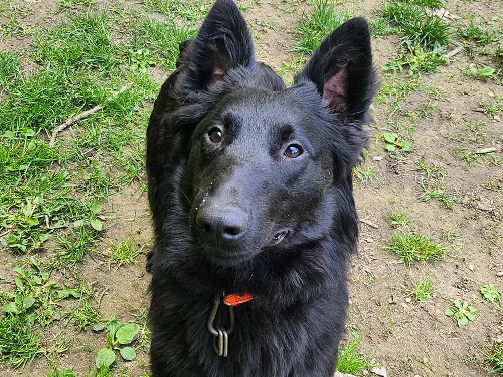 ALIX, male Belgian Malinois for adoption at SPA Tours (Luynes), Tours