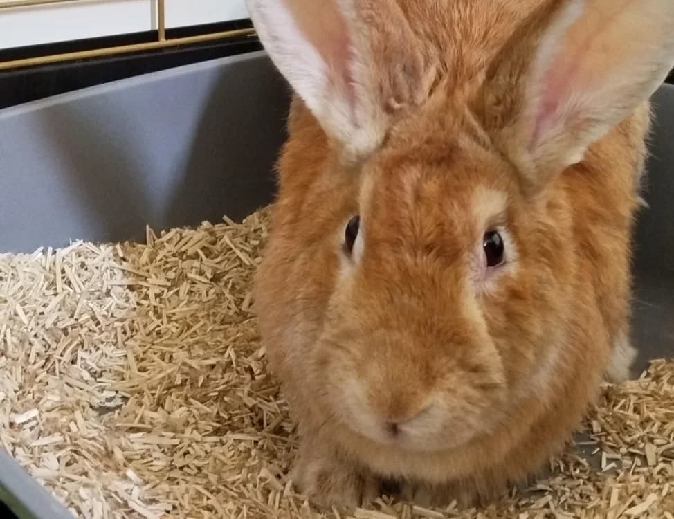 FLORA, female mixed breed for adoption at SPA Tours (Luynes), Tours