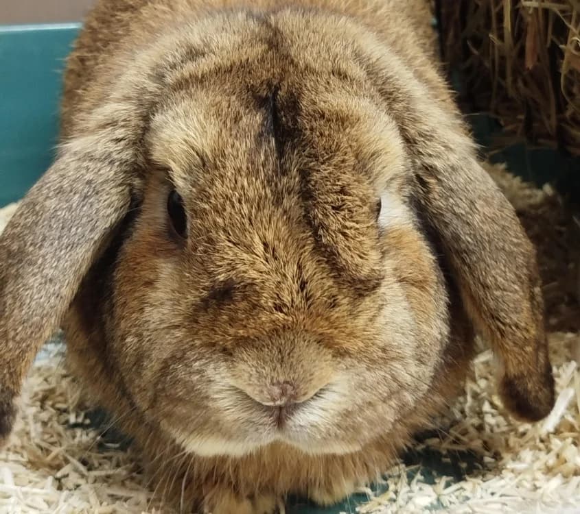 CELESTE, female mixed breed for adoption at SPA Tours (Luynes), Tours