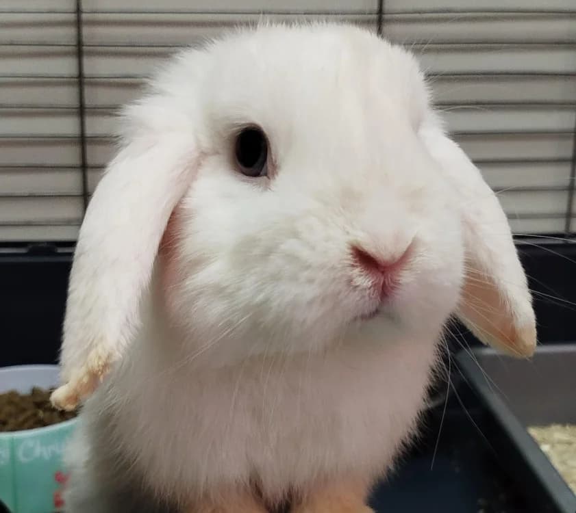 COMETE, female mixed breed for adoption at SPA Tours (Luynes), Tours