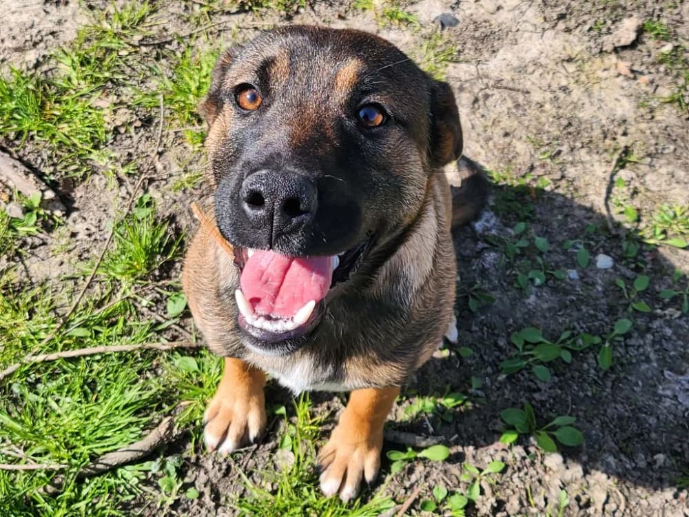 FABIO, male Mixed Breed for adoption at SPA Tours (Luynes), Tours