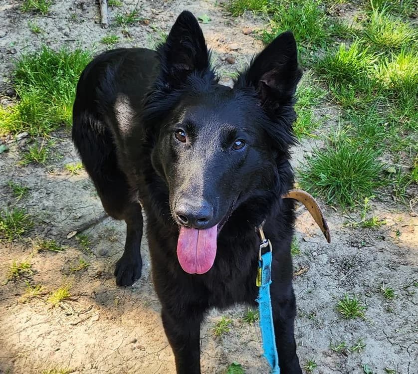 AKIRO, male Belgian Malinois for adoption at SPA Tours (Luynes), Tours