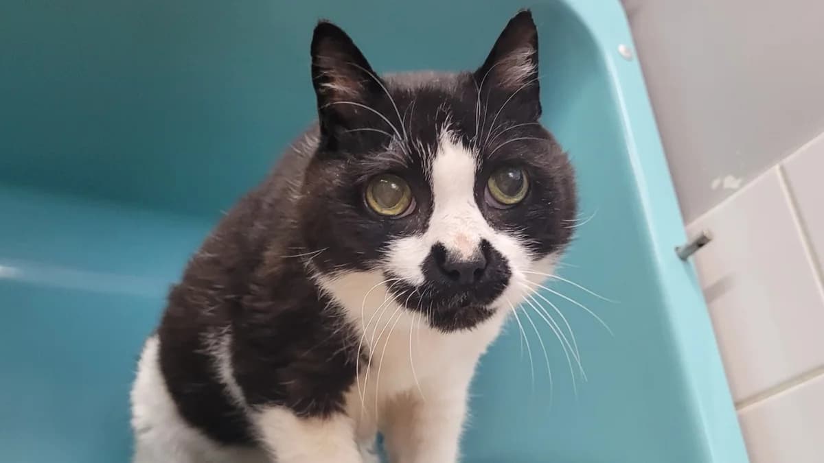 RAMON, male senior Mixed Breed for adoption at SPA Tours (Luynes), Tours