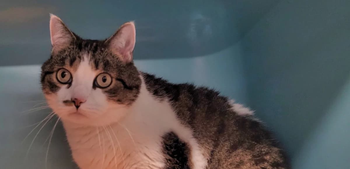 DAKOURA, male 5yo Mixed Breed for adoption at SPA Tours (Luynes), Tours