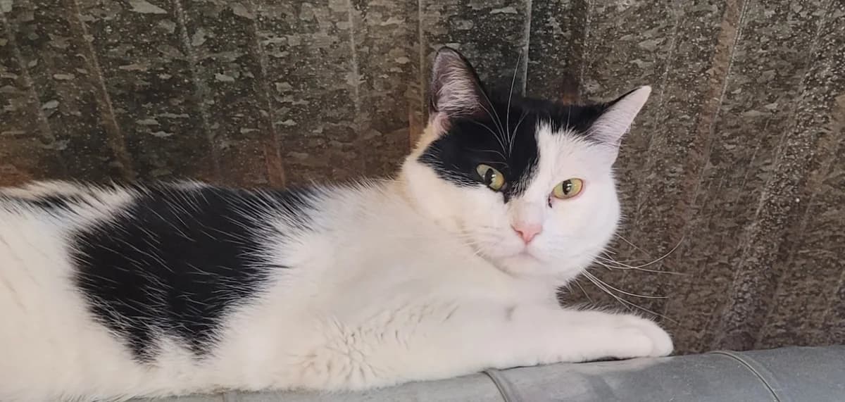 MYO, female young Mixed Breed for adoption at SPA Tours (Luynes), Tours