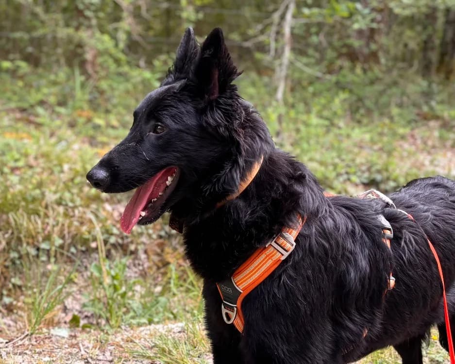 APPLE, male puppy Belgian Malinois for adoption at SPA Tours (Luynes), Tours