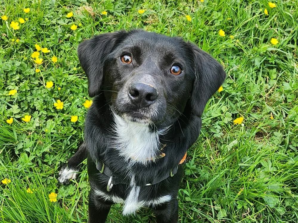 PENTAX, male Mixed Breed for adoption at SPA Tours (Luynes), Tours