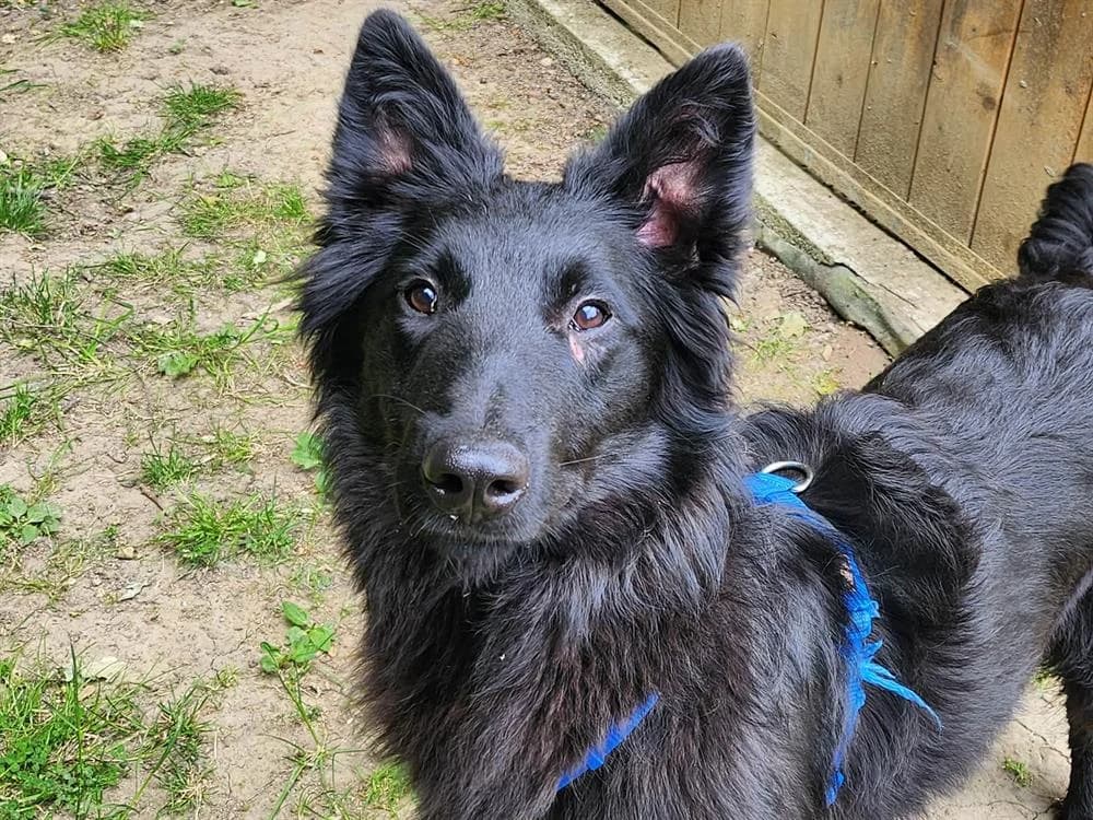 ATCHOUM, male Belgian Malinois for adoption at SPA Tours (Luynes), Tours