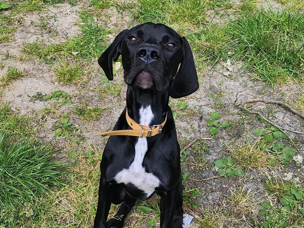DARIUS, male Pointer for adoption at SPA Tours (Luynes), Tours