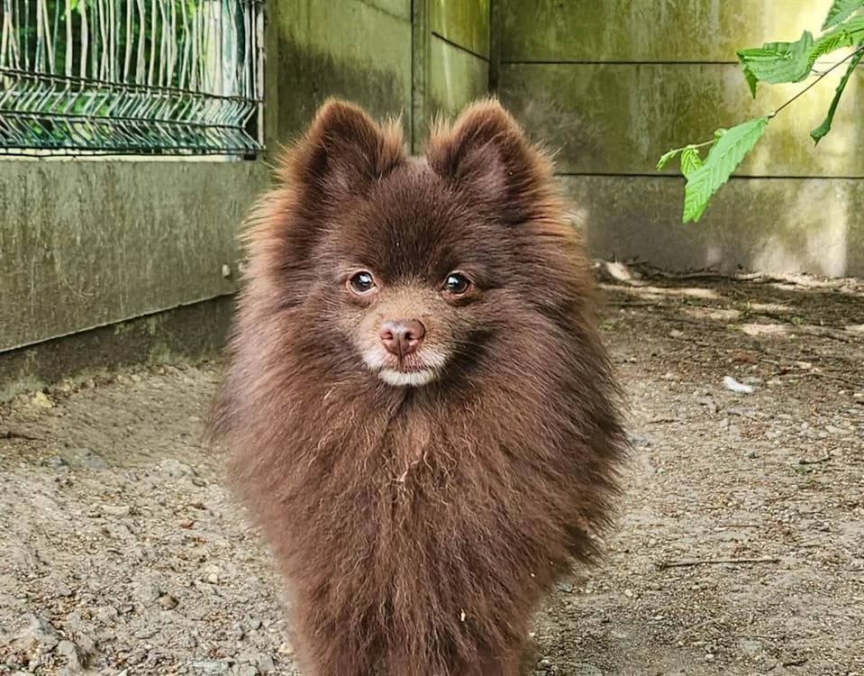 VIKO, male young mixed breed for adoption at SPA Tours (Luynes), Tours