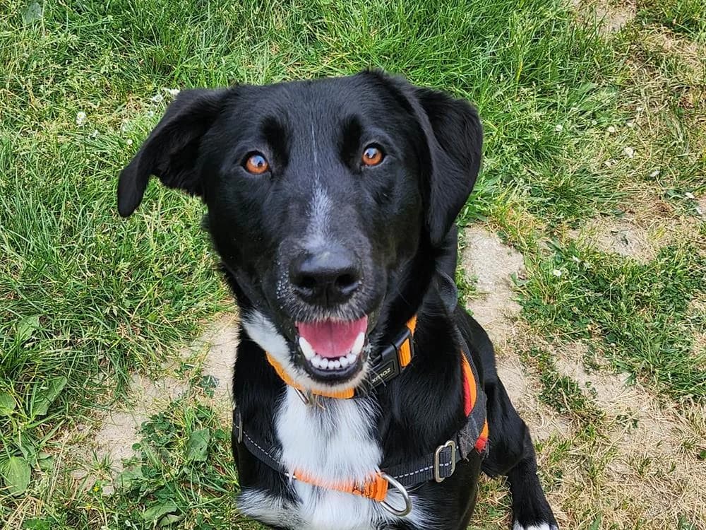 ASTON, male young Labrador Retriever for adoption at SPA Tours (Luynes), Tours
