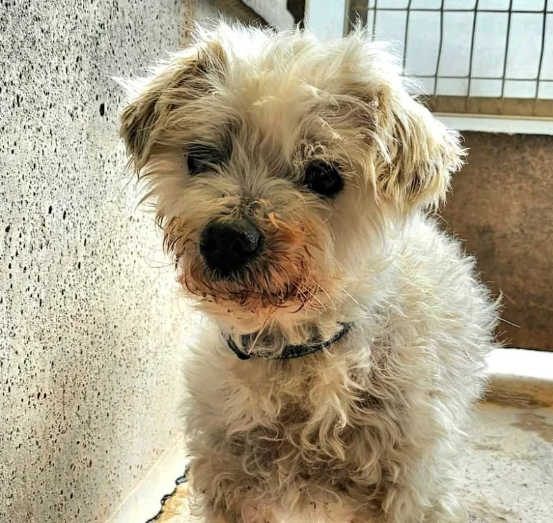 BIBO, male senior mixed breed for adoption at SPA Tours (Luynes), Tours