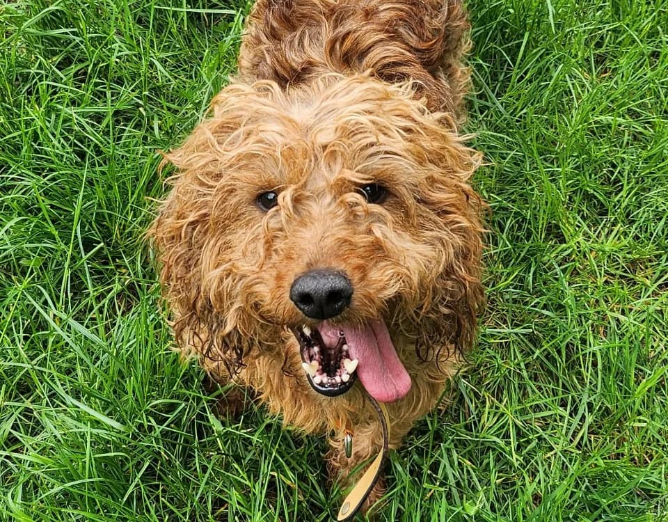CURLY, male 6yo Basset Hound for adoption at SPA Tours (Luynes), Tours