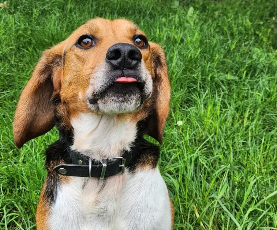 TIRCO, male 4yo Beagle for adoption at SPA Tours (Luynes), Tours